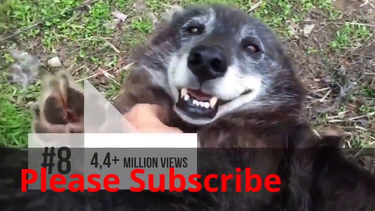 Top 10 VIRAL videos of all TIME 2019