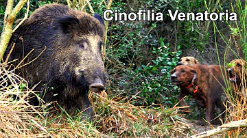 Qual è il miglior cane da caccia?