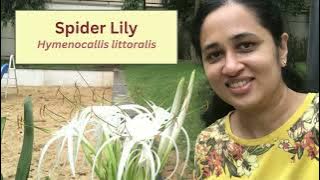 SPIDER LILIES - Fragrant flowers for your garden | Hymenocallis littoralis #plantlover #gardening