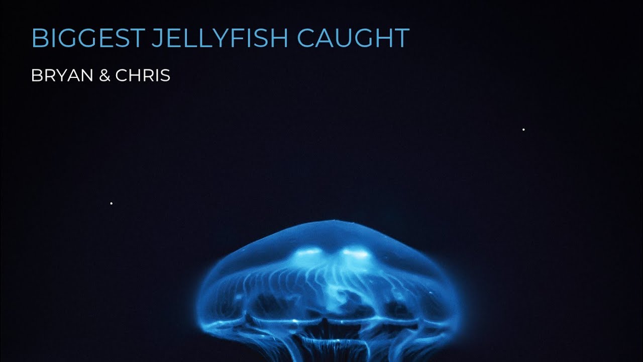 Biggest Jellyfish caught from Bay of Bengal 