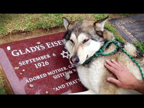 Видео: Могут ли собаки любить? Правдивая история