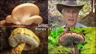 Mushroom Identification Trilogy -- second edition trailer