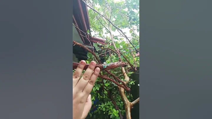 Amazing i pruned my black narc variety grape vine #shorts #grapepruning