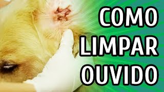 COMO LIMPAR A ORELHA DO SEU CACHORRO