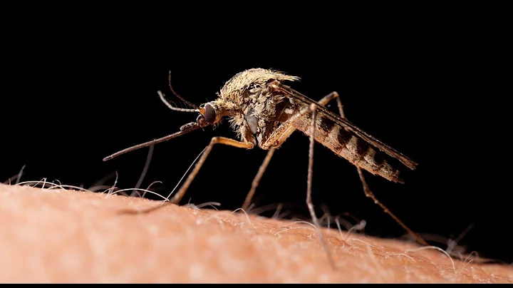 Next-gen insect repellents to combat mosquito-borne diseases (video)