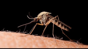 Next-gen insect repellents to combat mosquito-borne diseases (video)