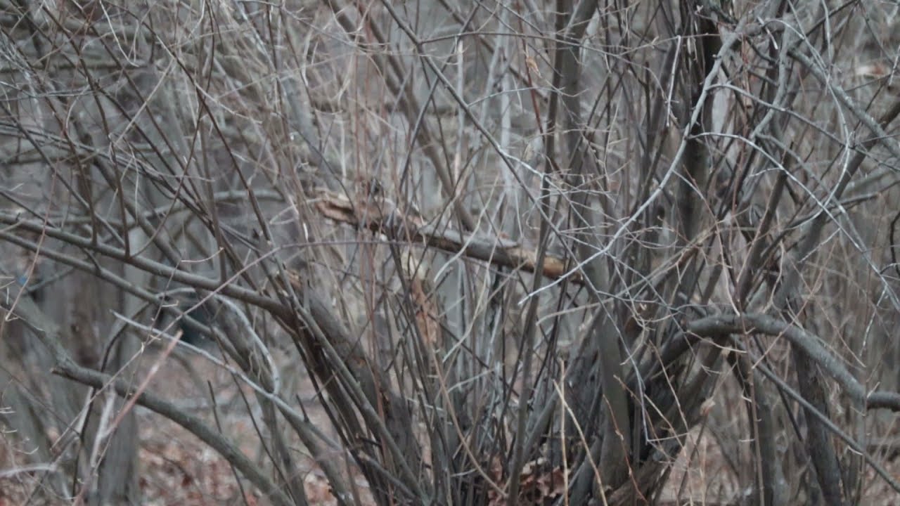 Mondays with Martha #46 - Fox Sparrow