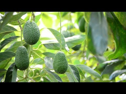 Βίντεο: Στρεπτόκαρπος από σπόρους στο σπίτι: πώς να σπείρετε σωστά σπόρους στρεπτόκαρπου; Μεγαλώνει και φροντίζει στο σπίτι
