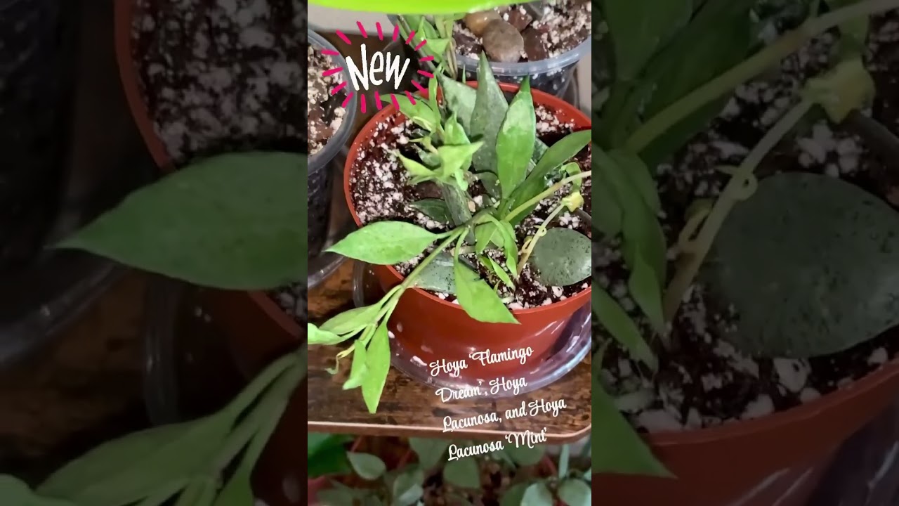 New Hoya alert from Canopy Plant Co.!  Plant mail! 💚 