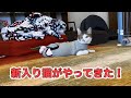 保護猫カフェから新入りがやってきた！【エースくんトライアル日記】