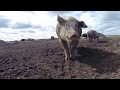Farming in england  strip till cattle pigs  auctions