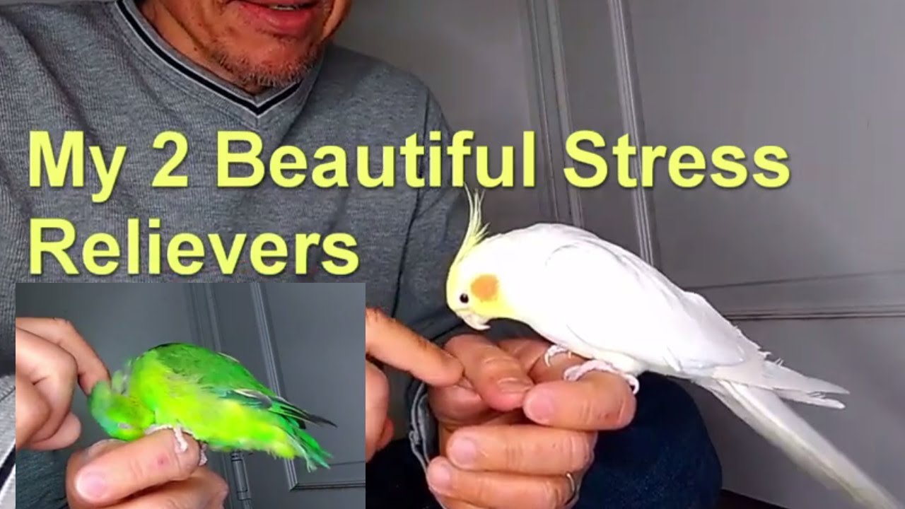 Picture of World's Best Stress Reliever tamed Cockatiel petting Parrotlet petting ...