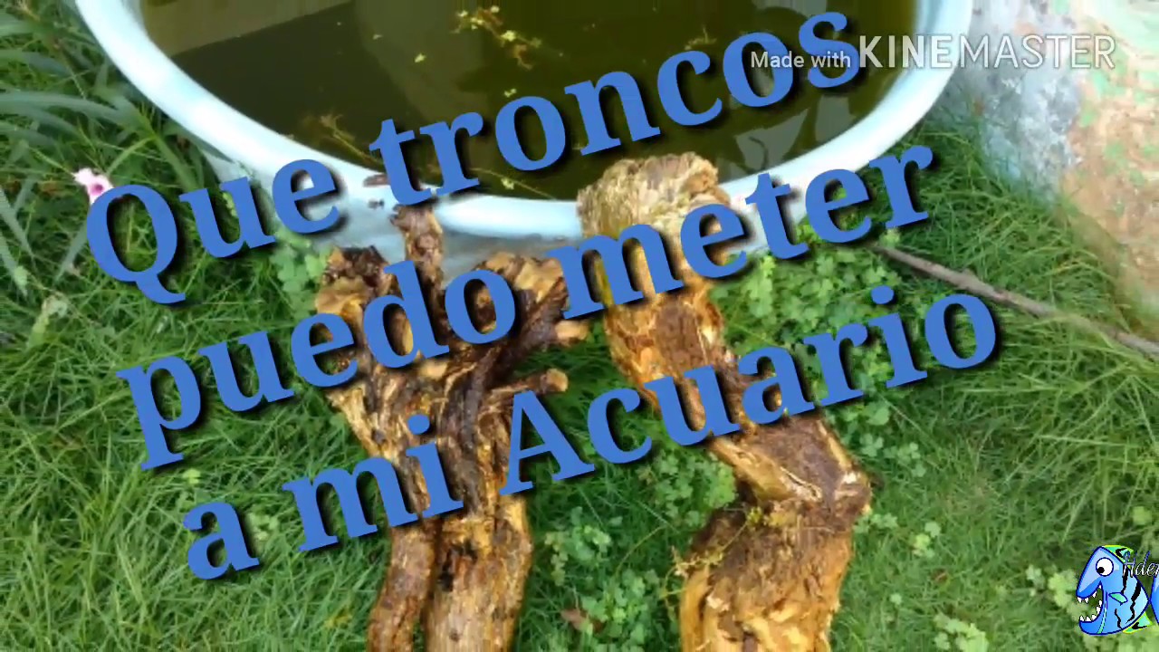 Que troncos puedo meter a mi Acuario