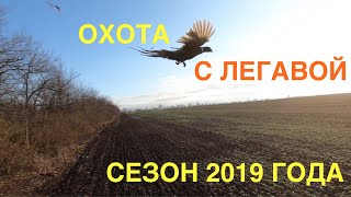 Сезон охоты по перу - 2019