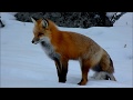 Red Fox catching a vole in winter Yellowstone　ネズミ狩り きつねイエローストーン