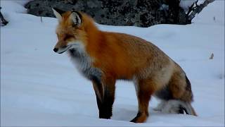 Red Fox catching a vole in winter Yellowstone　ネズミ狩り きつねイエローストーン