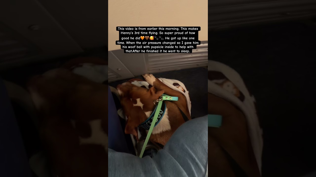 #psychiatricservicedog #disabledairforceveteran #servicedogteam #fyp #foryourpage #like #subscribe