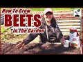 Planting Beets In The Raised Bed Garden ~ How To Grow Beets !