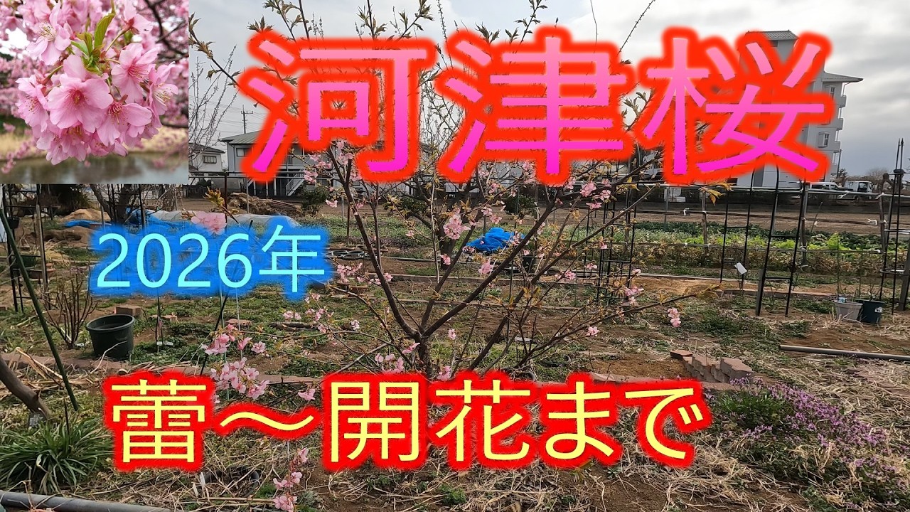 Kawazu Cherry Blossoms] 2026: From bud to bloom - YouTube
