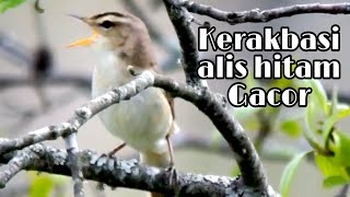 Burung kerakbasi alis hitam gacor di alam bebas