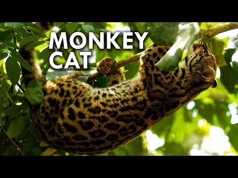 Margay: The Cat That Thinks It's a Monkey