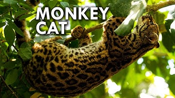 Margay: The Cat That Thinks It's a Monkey