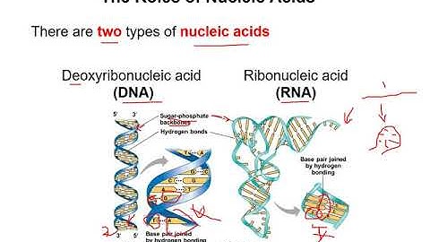 Chapter 5 Nucleic acids section 1