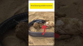 Mind blowing snake attack #snakeattack #ukwildlife #usawildlife #naturefacts #shorts