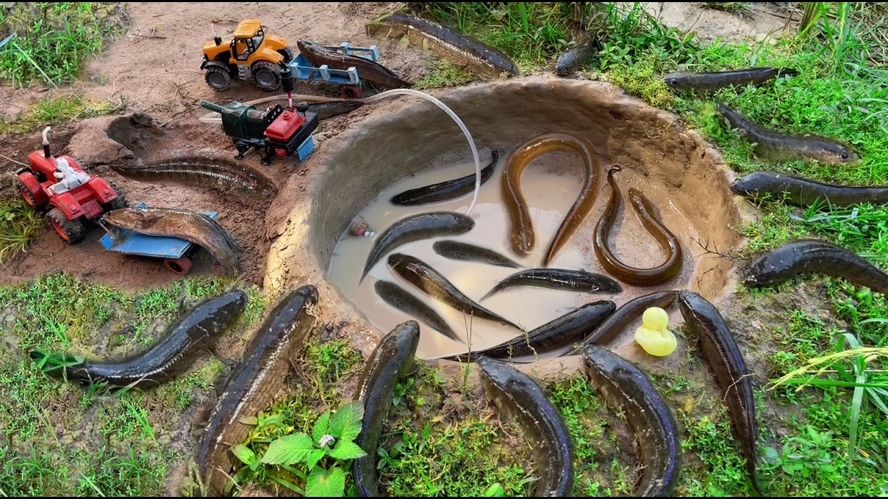 DIY Tractor Catching many Fish And Eels Using power Mini water Pump in ...