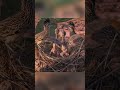 99 Days of Survival: The Real-Life Journey of a Greater Roadrunner From Egg to Fledgling