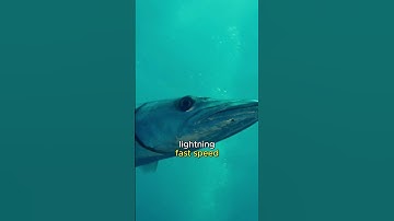 Interesting information about Barracuda Fish
