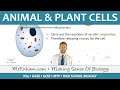 Cell Structures and Functions in Living Organisms