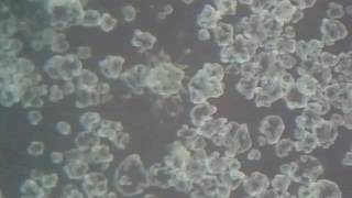 A Part Of The Biotissue