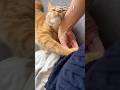 ママが大好きすぎて食い込みにくる猫【とらまる】