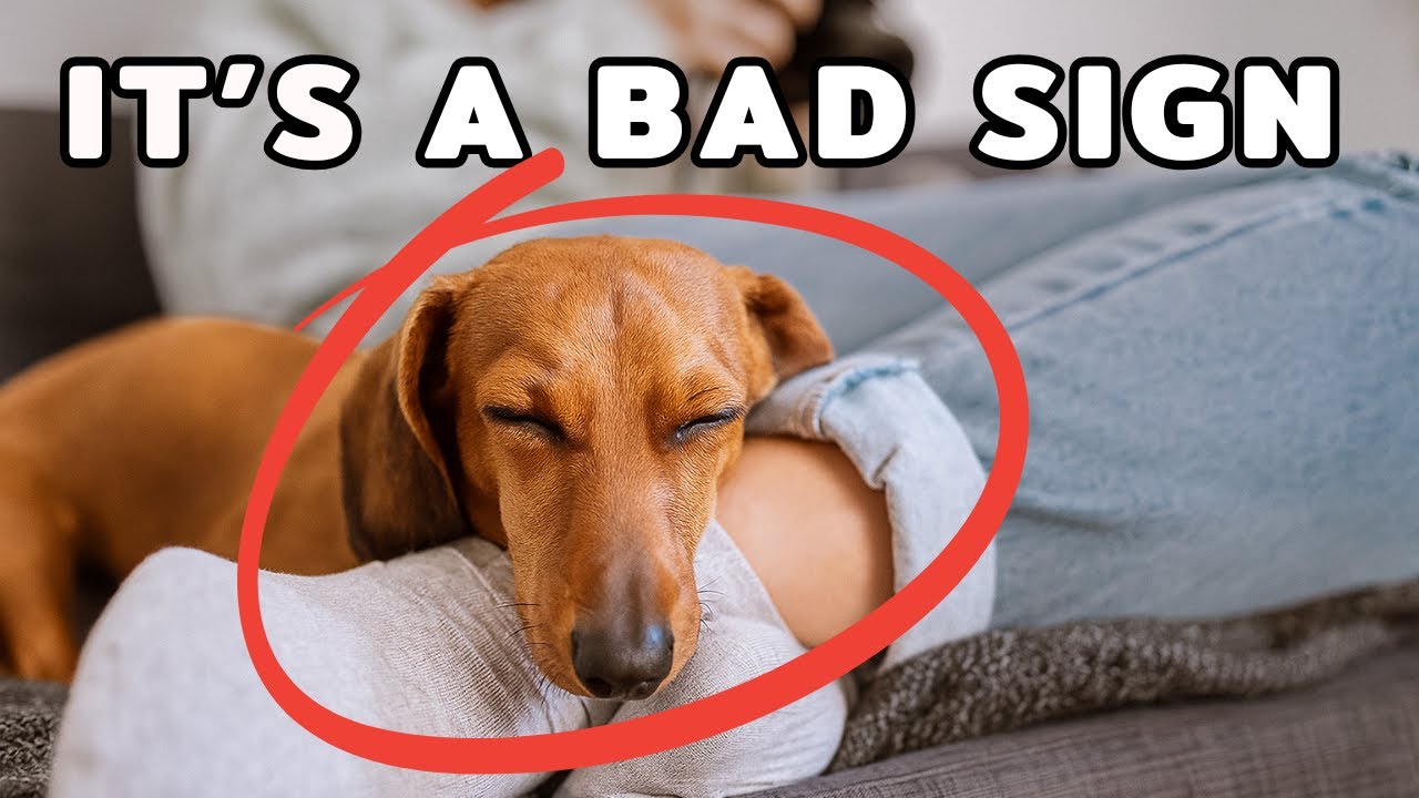 Why Your Dog Sleeps So Much (And When You Should Be Concerned)