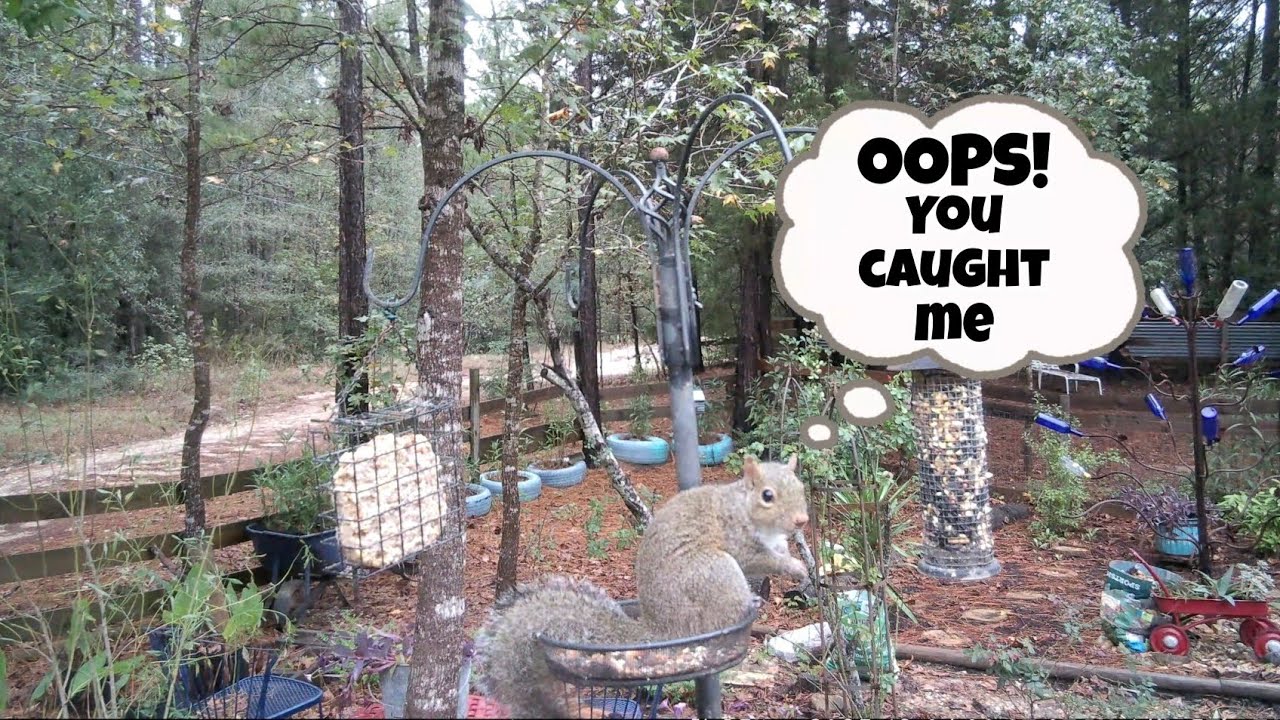 Feeder Thief: Squirrel Edition Part II 