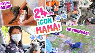 24 HORAS con MI MASCOTA‍¡YA TIENE NOMBRE!  NOS VAMOS DE COMPRAS | MAMÁ HUMANA MERLIN