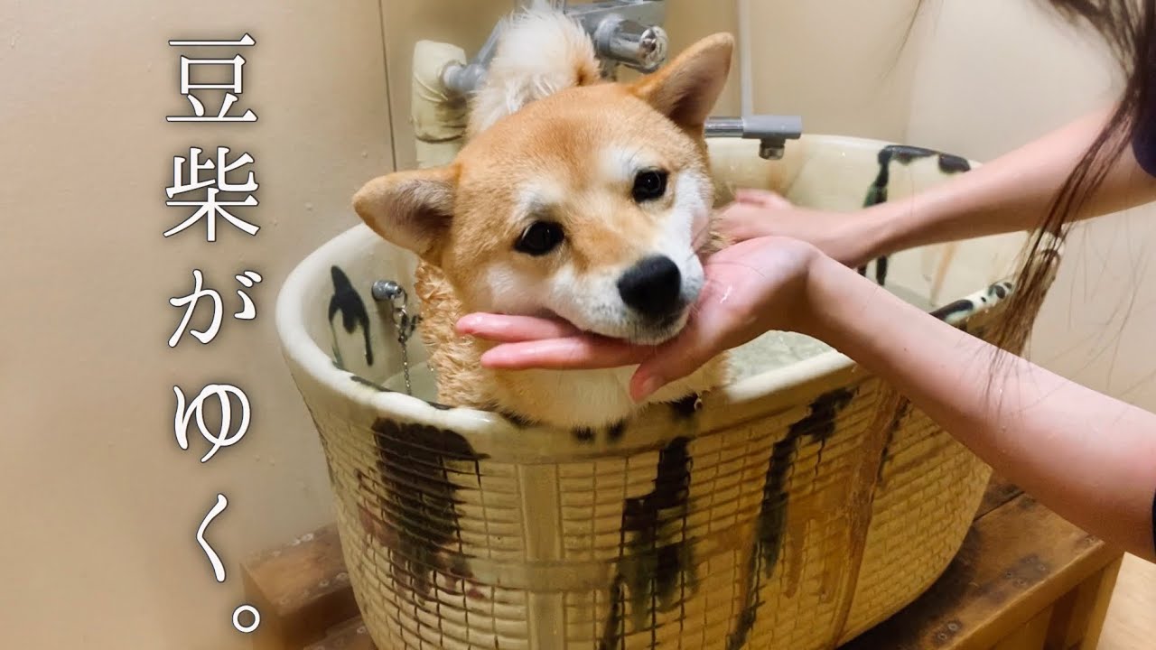 豆柴がゆく。#2 愛犬と初めての一泊二日旅行②！愛犬も温泉を堪能！エンゼルフォレスト那須白河【豆柴すず】shiba inu