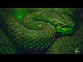 Green Beauty: Green Pit Viper | Rescue | Nepal | Pokhara | Rohit Giri |