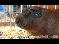 Cobayes  poils lisses  cochons dinde   kwic    guinea pigs