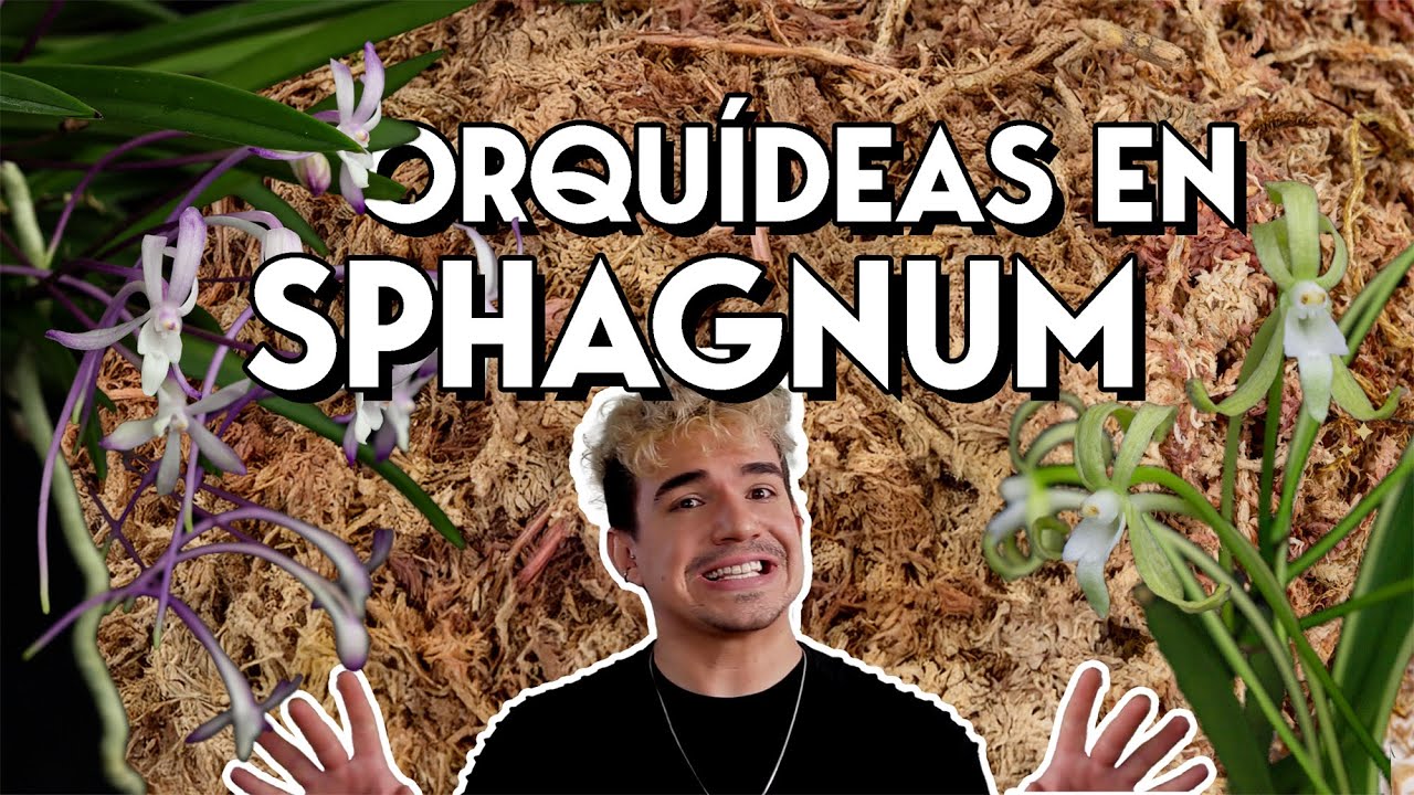 Musgo de Sphagnum como medio para orquídeas | | ¡Cambiando más de 70 orquídeas de maceta!