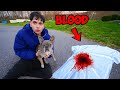 My Dog Found Blood…