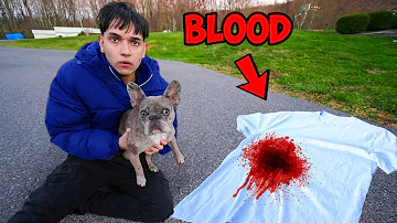 My Dog Found Blood…