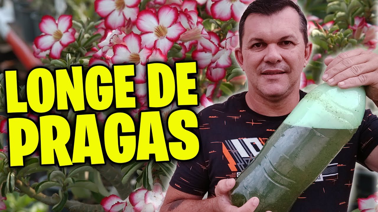Use CALDA de NEEM na rosa do deserto e ACABE com as PRAGAS!!