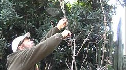 Pear Tree Pruning