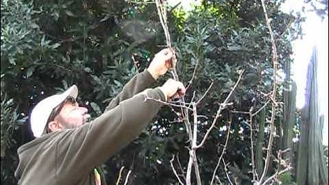 Pear Tree Pruning