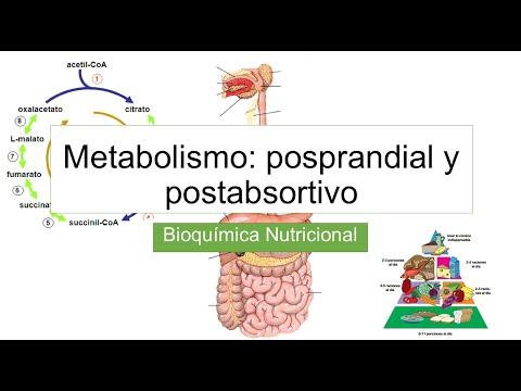 Vídeo: Metabolismo Energético Posprandial Y Oxidación Del Sustrato En Respuesta A La Inclusión De Una Bebida Azucarada O No Nutritiva Endulzada Con Comidas Que Difieren En El Contenido De