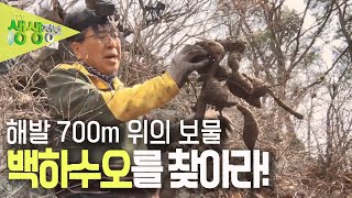 [2TV 생생정보] '대물을 찾는 사람들' 해발 700m 위의 보물, 백하수오를 찾아라! KBS 230314 방송