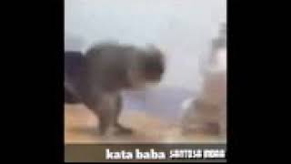 Kumpulan video kocak kata baba😀