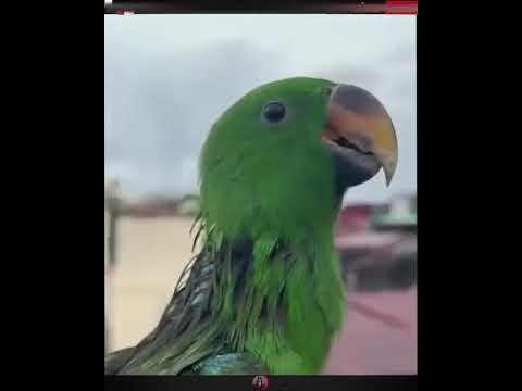 حيونات تلتقى باصحا بها بعد فراق